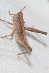 Orphula vitripennis