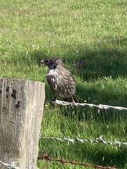 Sturnus vulgaris