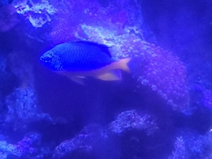 Chrysiptera hemicyanea