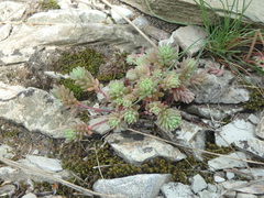 Sedum hispanicum
