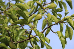 Aspidosperma pyrifolium