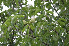 Aspidosperma pyrifolium