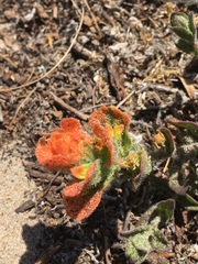 Castilleja latifolia