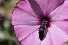 Acmaeodera cylindrica