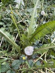 Taraxacum officinale