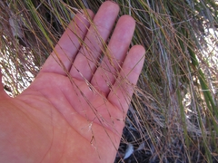 Schoenus pauciflorus