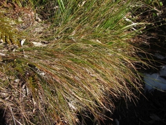 Schoenus pauciflorus
