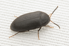 Synstrophus repandus