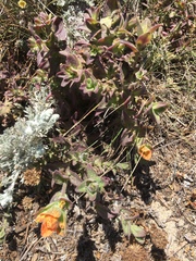 Castilleja latifolia
