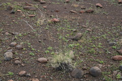 Stipagrostis ciliata capensis