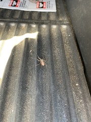 Selenops submaculosus