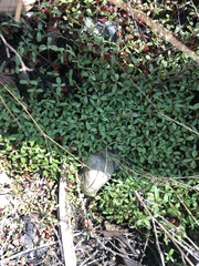 Cotoneaster × suecicus