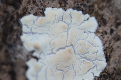 Cylindrobasidium laeve