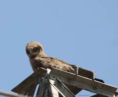 Circaetus gallicus