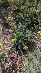 Lomatium austiniae