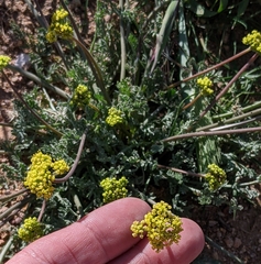 Lomatium austiniae