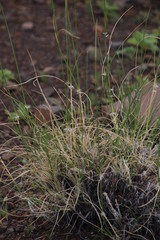 Stipagrostis ciliata capensis