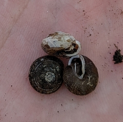 Euchemotrema fraternum