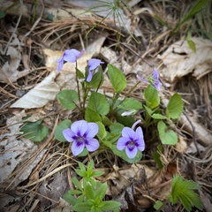 Viola selkirkii