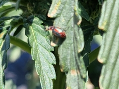 Collops quadrimaculatus