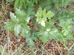 Toxicodendron radicans verrucosum