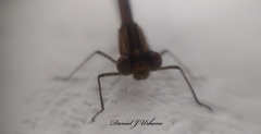 Hetaerina cruentata