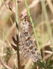 Palpares libelluloides