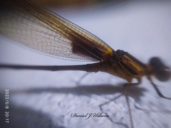 Hetaerina cruentata