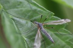 Tipula luna