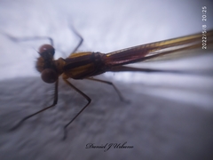 Hetaerina cruentata
