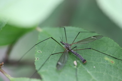 Tipula luna