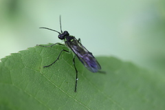 Tenthredo mesomela
