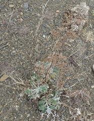 Berkheya heterophylla