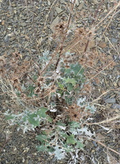 Berkheya heterophylla