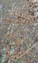 Berkheya heterophylla
