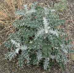 Berkheya heterophylla