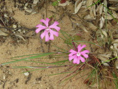 Silene scabriflora