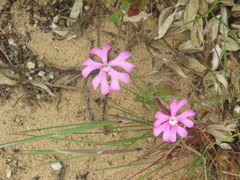 Silene scabriflora