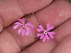 Silene scabriflora