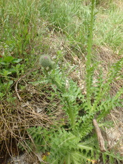 Carduus adpressus