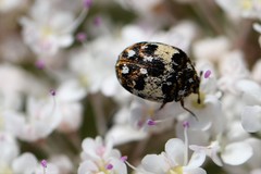 Anthrenus pimpinellae