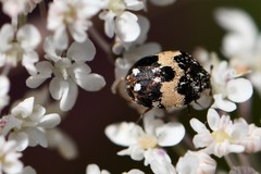 Anthrenus pimpinellae