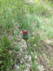 Carduus adpressus