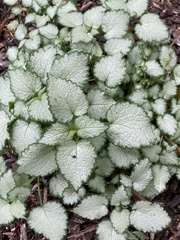 Laportea alatipes