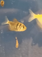 Gymnocorymbus ternetzi