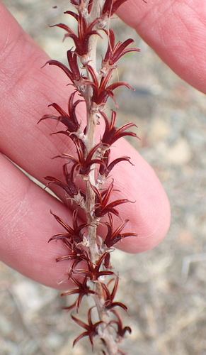 Adromischus cooperi (Adromischus cooperi)
