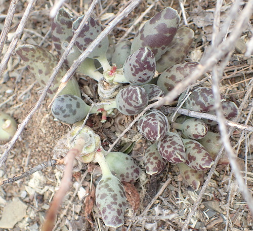 Image of Adromischus cooperi by (c) Nicola van Berkel, some rights reserved (CC BY-SA)