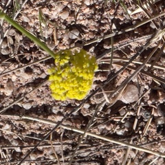 Harbouria trachypleura