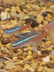 Paracheirodon innesi