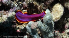 Pseudoceros ferrugineus